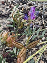 Astragalus lentiginosus