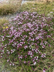 Lobelia jasionoides