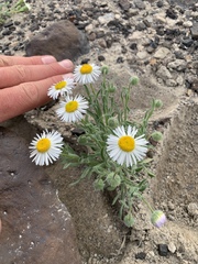 Erigeron concinnus