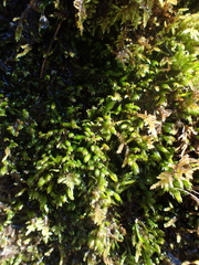 Fissidens grandifrons