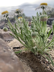 Erigeron concinnus