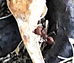 Acromyrmex versicolor