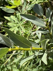 Salix orestera