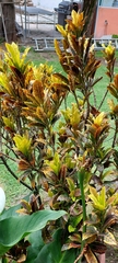 Codiaeum variegatum