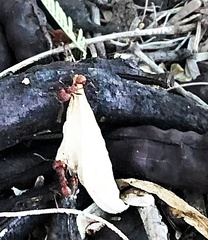 Acromyrmex versicolor