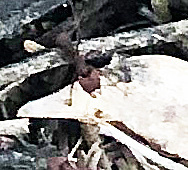 Acromyrmex versicolor