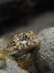 Lepidoblennius marmoratus