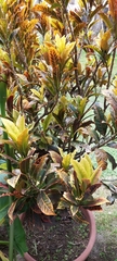 Codiaeum variegatum