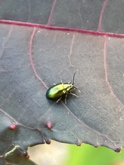 Gastrophysa cyanea