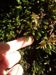 Fissidens grandifrons