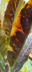 Codiaeum variegatum