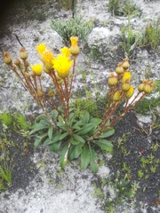 Berkheya herbacea