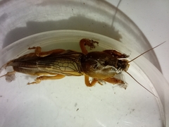 Gryllotalpa vineae