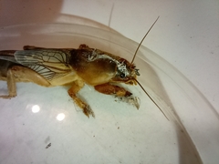 Gryllotalpa vineae