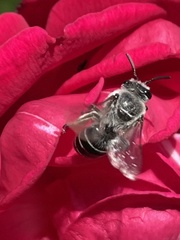 Nomada