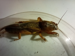 Gryllotalpa vineae