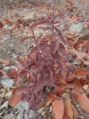 Ximenia americana microphylla