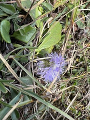 Globularia cordifolia