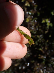 Fissidens grandifrons