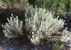 Syncarpha speciosissima