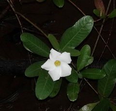 Rhabdadenia biflora