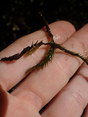 Fissidens grandifrons