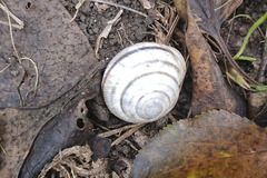 Caucasotachea vindobonensis