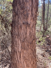 Cupressus arizonica