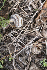 Caucasotachea vindobonensis