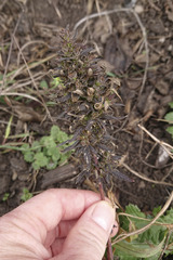 Cannabis sativa spontanea