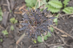 Cannabis sativa spontanea