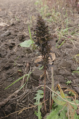 Cannabis sativa spontanea