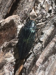 Buprestis lyrata