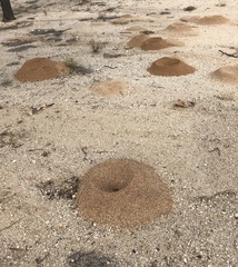 Acromyrmex versicolor