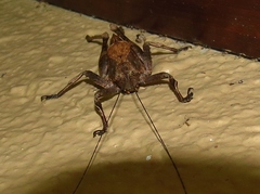 Balboana tibialis
