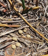 Pronolagus saundersiae