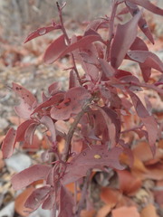 Ximenia americana microphylla