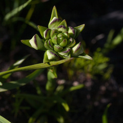 Disa bivalvata