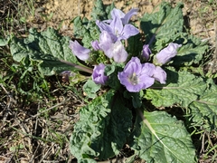 Mandragora autumnalis