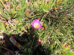 Carpobrotus mellei