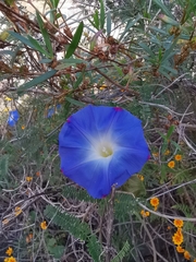Ipomoea tricolor