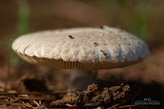 Russula crustosa