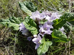 Mandragora autumnalis