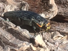 Buprestis lyrata