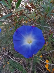 Ipomoea tricolor