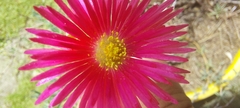 Lampranthus spectabilis