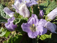 Mandragora autumnalis