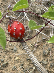 Peniocereus striatus