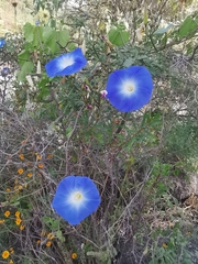 Ipomoea tricolor