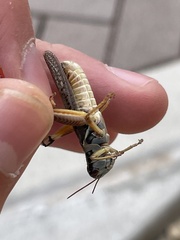 Melanoplus lakinus